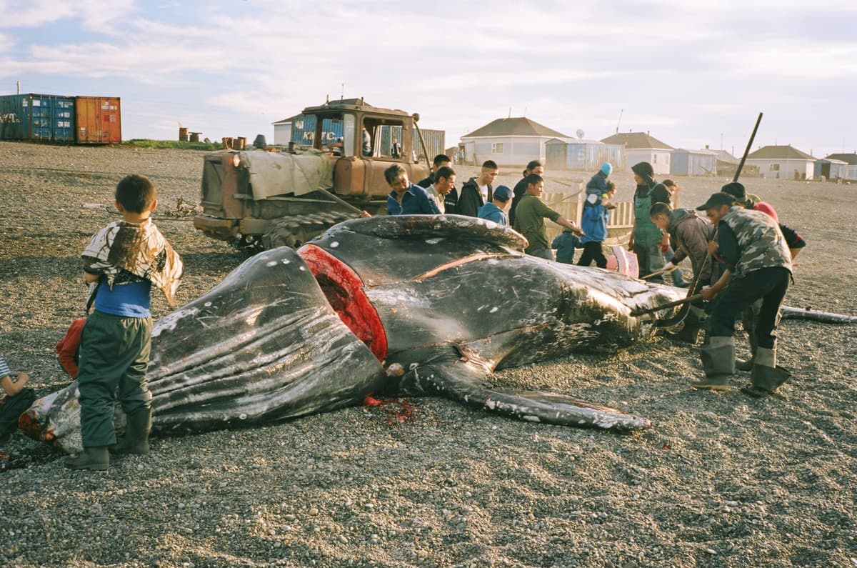 THE WHALE FROM LORINO