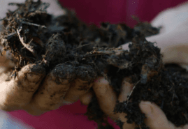 THE SOIL, dir. 