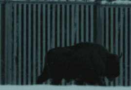 BLOODLINE, dir. 