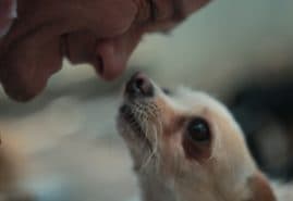 “EVERYTHING NEEDS TO LIVE” WINS SPECIAL MENTION AT MEXICAN FESTIVAL